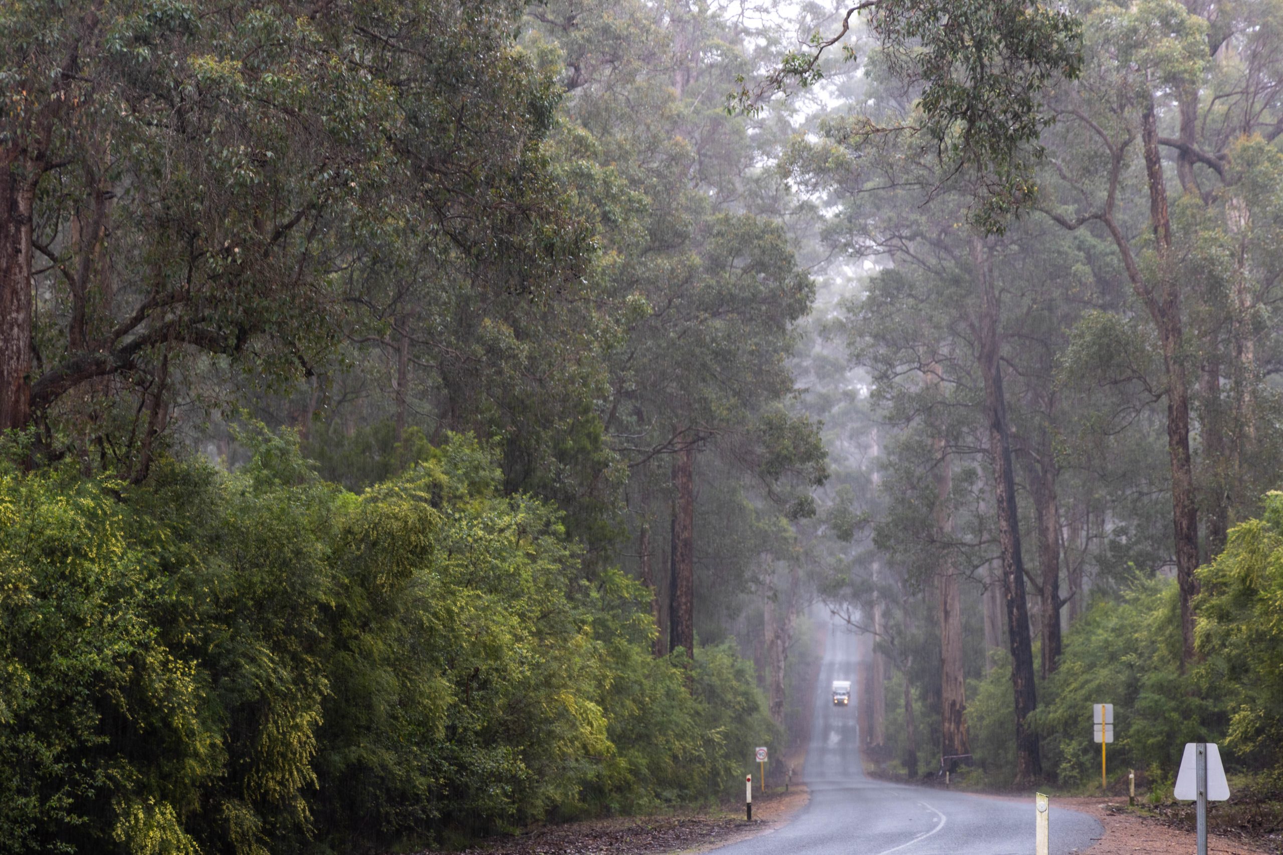 forest